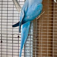 Parrocchetti dal collare