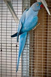 Parrocchetti dal collare