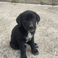 Il cane è di razza corso