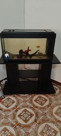 acquario 