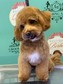 Maltipoo per accoppiamento Roma
