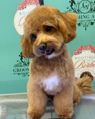 Maltipoo per accoppiamento Roma