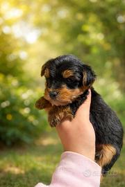 Yorkshire maschio toy