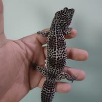 Geco leopardino