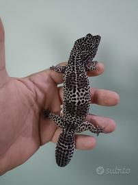 Geco leopardino