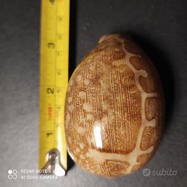 Cypraea mappa