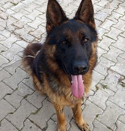 Pastore tedesco di quasi 2 anni