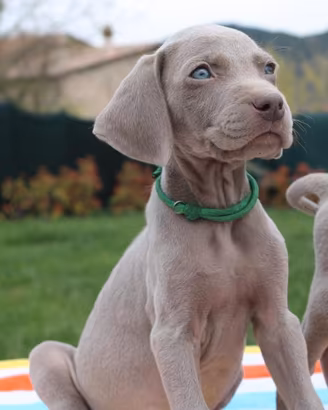 Weimaraner