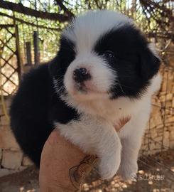 Border Collie cuccioli