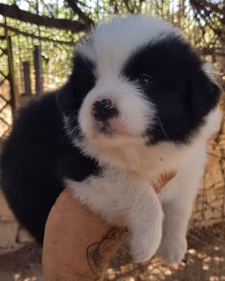 Border Collie cuccioli