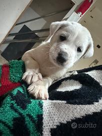 Cuccioli di Labrador retriever