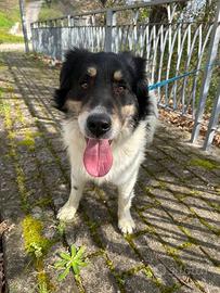 Simil Pastore Australiano di 2 anni e mezzo