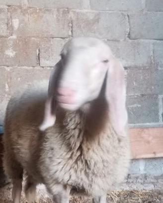 Agnello bergamasco