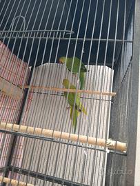 Parrocchetti dal collare