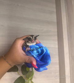 Petauri dello zucchero