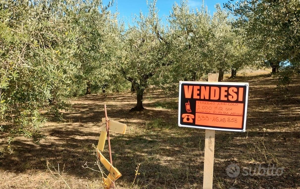 Terreno agricolo - Vista 5
