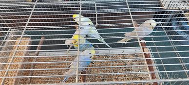 Vendita cocorite di diversi colori e mutazioni