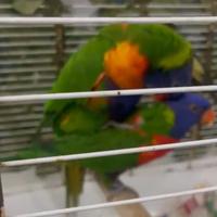 Coppia lory arcobaleno