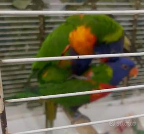 Coppia lory arcobaleno