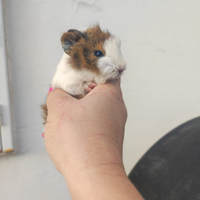 Porcellino d'india baby