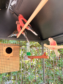 Parrocchetti di Bourke