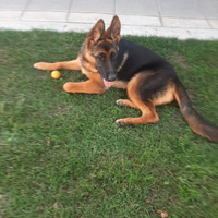 Cucciola di Pastore Tedesco