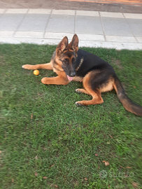 Cucciola di Pastore Tedesco