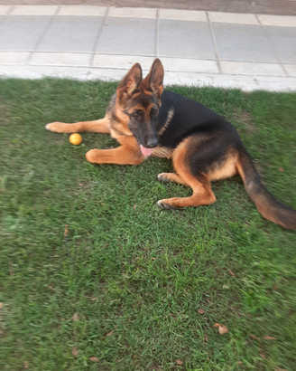 Cucciola di Pastore Tedesco