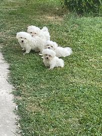 Cuccioli di maltese