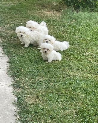 Cuccioli di maltese