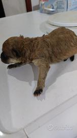 Cuccioli taglia piccola