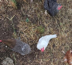 Galline Ovaiole