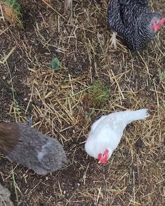 Galline Ovaiole