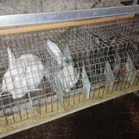 Vendita conigli paesani