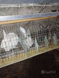 Vendita conigli paesani