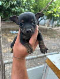 Chiwawa x pincher