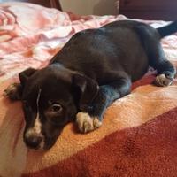 Cuccioli taglia media