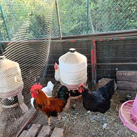 Galli e galline