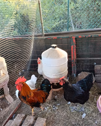 Galli e galline