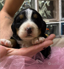 Bovaro del Bernese cuccioli