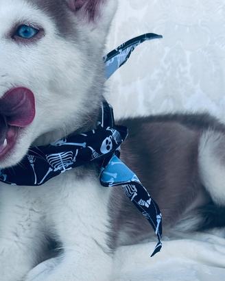 Siberian Husky pedigree enci consegna tutta Italia