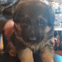 Cuccioli -pastore tedesco pura razza