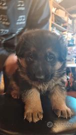 Cuccioli -pastore tedesco pura razza