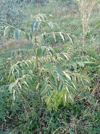 evodia danielli Albero del Miele