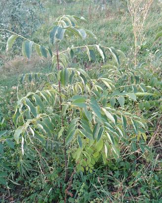 evodia danielli Albero del Miele