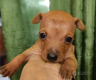 Pinscher femmina