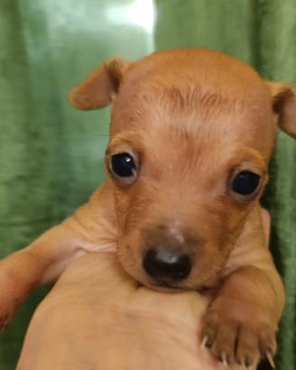 Pinscher femmina