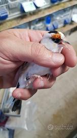 Cardellino pezzato