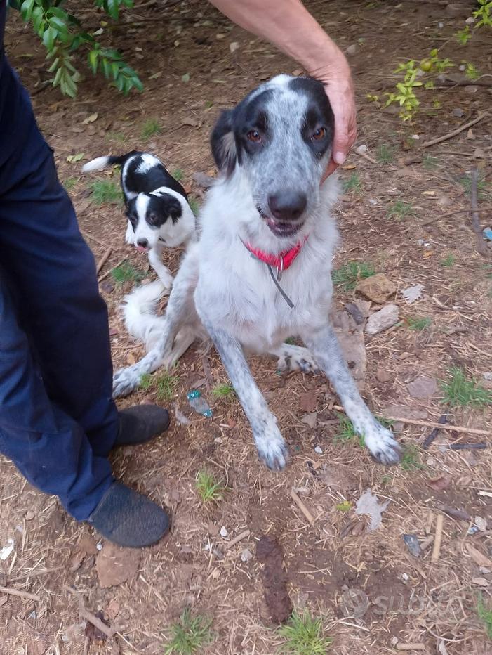 Annunci Animali Pisa e provincia - Regalo e regalo animali e cuccioli Toscana - Subito.it