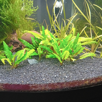 Piante acquario e Pesci